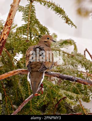 Die trauernde Dove zeigt aus nächster Nähe einen Zedernzweig mit einem verschwommenen Hintergrund in seiner Umgebung und Umgebung. Taubenbild. Stockfoto