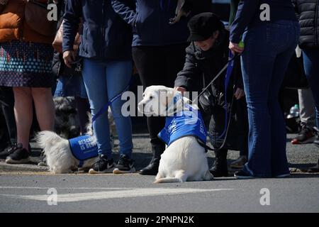 Hunde im Walnut Tree Pub in Aldington, Kent, während sie auf Paul O'Gradys Begräbnisstätte warten, um durch das Dorf Aldington, Kent, vor seiner Beerdigung in der St. Rumwold's Church zu reisen. Foto: Donnerstag, 20. April 2023. Stockfoto