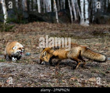 Ein Paar aus Rotfüchsen, das im Frühling mit Birkenbäumen spielt, zeigt Fuchsschwanz, Fell, offenen Mund, Zunge und Zähne in seiner Umgebung. Fuchs. Stockfoto