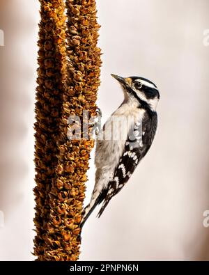 Heruntergekommene Woodpecker-Frau füttert sich an einer getrockneten Mulleinstielpflanze mit weißem Hintergrund in ihrer Umgebung und ihrem Lebensraum, die weiß und schwarz sind. Stockfoto