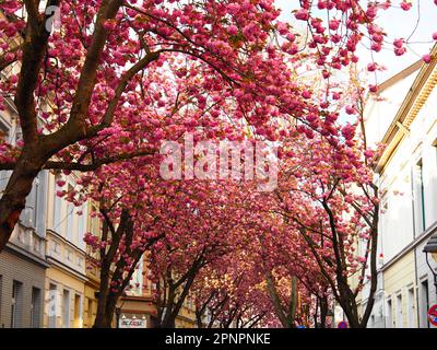 Kirschblüte, Kirschblüte, Hanami in Bonn, Deutschland Stockfoto