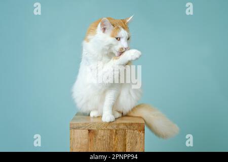 Süße Longhair-Katze, die auf einer Holzsäule sitzt und sich selbst putzt. Stockfoto