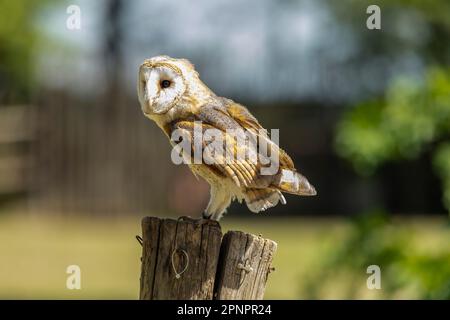 Die Scheuneneule (Tyto alba) ist die am weitesten verbreitete Eulenart der Welt und eine der am weitesten verbreiteten Vogelarten, da sie gefunden wird Stockfoto