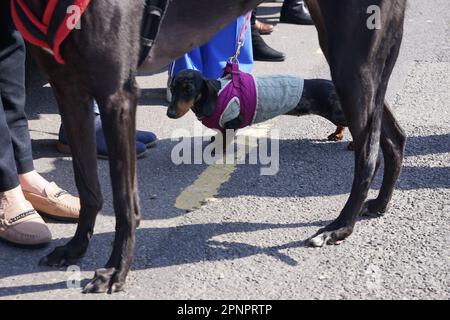 Hunde im Walnut Tree Pub in Aldington, Kent, während sie auf Paul O'Gradys Begräbnisstätte warten, um durch das Dorf Aldington, Kent, vor seiner Beerdigung in der St. Rumwold's Church zu reisen. Foto: Donnerstag, 20. April 2023. Stockfoto