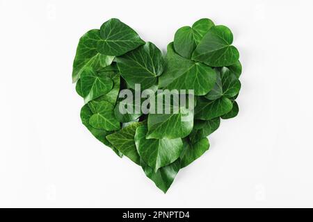 Herzförmige grüne Blätter isoliert auf weißem Hintergrund. Minimalistisches kreatives Valentinstag- oder Frauentagskonzept. Draufsicht. Flach verlegt Stockfoto