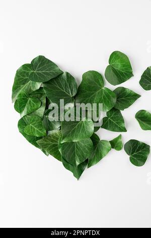 Herzförmige grüne Blätter auf weißem Hintergrund. Liebe oder Valentinstag-Konzept. Minimales flaches Verlegen. Draufsicht. Vertikale Ausrichtung. Natur oder ökologischer Hintergrund. Stockfoto
