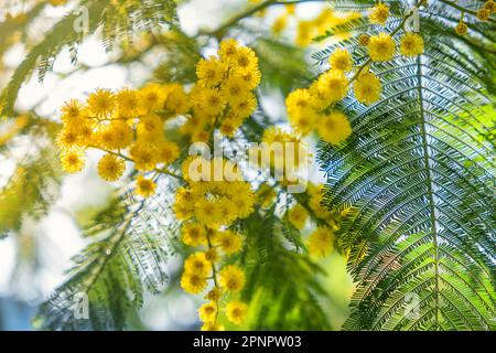 Nahaufnahme eines blühenden Zweigs gelber Mimosablüten im Frühling. Frauentag, Ostern-Hintergrund. Weichzeichner Stockfoto