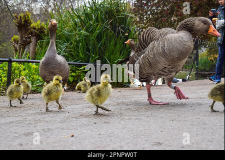 London, Großbritannien. 20. April 2023 Die ersten Schritte im St. James's Park sind für neugeborene Graupelgötter gemacht. Kredit: Vuk Valcic/Alamy Live News Stockfoto