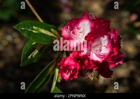 Rote Frühlingsblumen und verschiedene Blätter von Rhododendron „Präsident Roosevelt“ im britischen Garten April Stockfoto