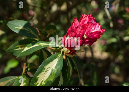 Rote Frühlingsblumen und verschiedene Blätter von Rhododendron „Präsident Roosevelt“ im britischen Garten April Stockfoto