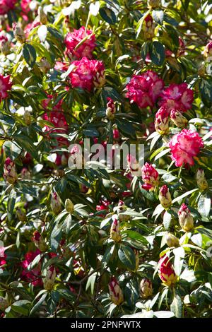 Rote Frühlingsblumen und verschiedene Blätter von Rhododendron „Präsident Roosevelt“ im britischen Garten April Stockfoto