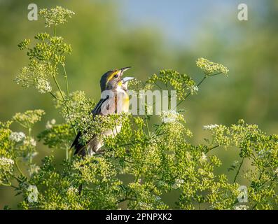 Dieser bunte und wunderschöne männliche Dickcissel sang laut und oft von seinem Sitz in einer Prärie in Kansas. Stockfoto