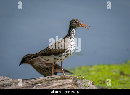 Ein Springgefieder hat Spotted Sandpiper (Actitis macularius) auf einem Baumstamm entlang einer südlichen Wasserstraße von Wisconsin gefiedert, fotografiert von einem Rotflügelbarsch. Stockfoto