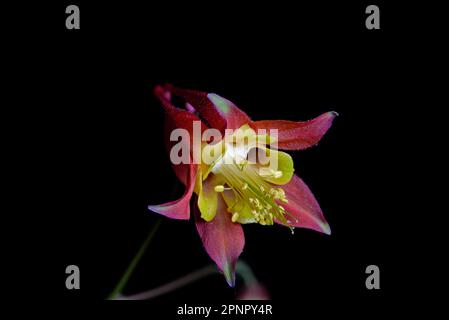 Red Columbine ist ein ganzjährig krautiger Einheimischer der Wälder und felsigen Hänge im Osten Nordamerikas und wird für seine roten und gelben Blumen geschätzt. Stockfoto