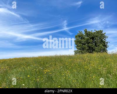 Einsamer Busch, der in einer Löwenzahnwiese wächst, British Columbia, Kanada Stockfoto