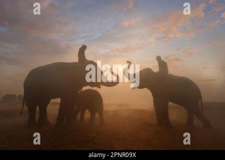 Silhouette aus zwei Mahuts, die bei Sonnenuntergang auf Elefanten sitzen, Surin, Thailand Stockfoto