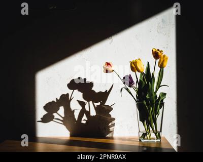 Ein Haufen gelber Tulpen in einer Vase mit einer lila Tulpe und Schatten an der Wand Stockfoto