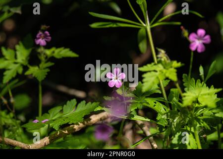 Frankreich, 2023-04-19. Das Geranium-Kraut à robert in Blüte im Frühling in einem Wald. Stockfoto