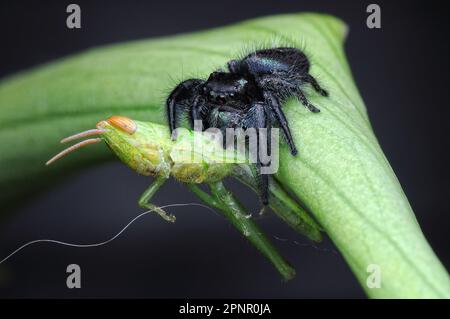 Nahaufnahme einer Springspinne (Phidippus regius) auf einem Blatt, das ein Insekt, Indonesien, frisst Stockfoto