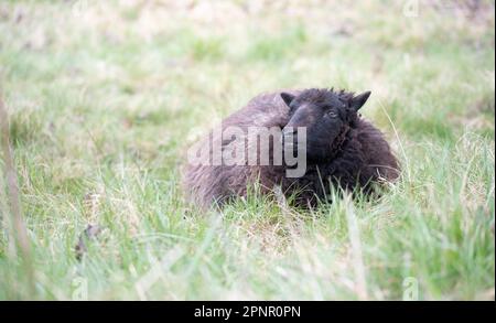 Nahaufnahme eines kleinen schwarzen Schafes, das sich im hohen Gras versteckt. Das Tier ist ein Heidschnucke, eine typische deutsche Rasse. Stockfoto