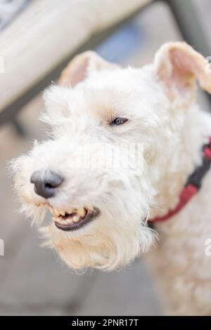 Wire Fox Terrier Porträt. Außenaufnahme. Hochwertige Fotos Stockfoto