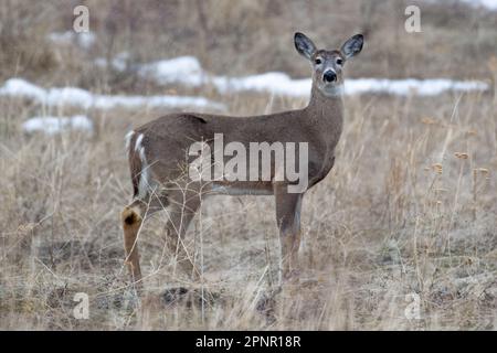 Weißwedelhirsche stehen im Winter auf einer Wiese, British Columbia, Kanada Stockfoto