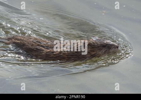 Nahaufnahme eines Bisamratten, der im Fluss schwimmt, British Columbia, Kanada Stockfoto