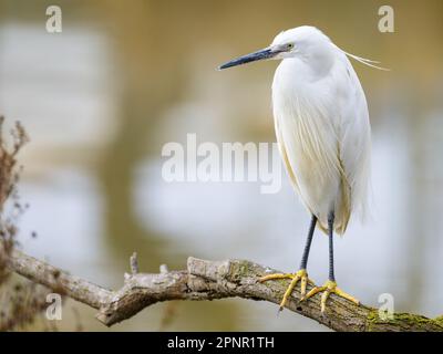 Ein kleiner Egret (Egretta garzetta), der auf einem Baum ruht, sonniger Tag im Frühling, Camargue (Provence, Frankreich) Stockfoto