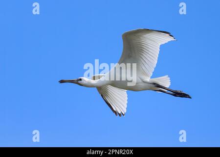 Ein fliegender Löffel an einem sonnigen Tag im Sommer, blauer Himmel, Nordfrankreich Stockfoto