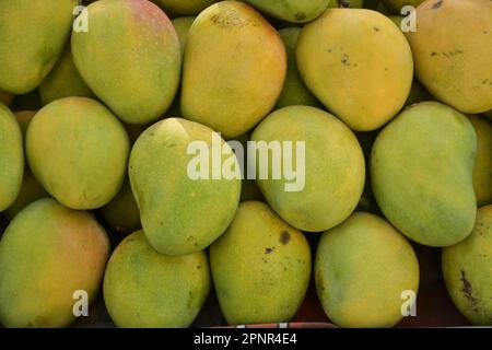 Mangos-Früchte, Sommerfrüchte Stockfoto