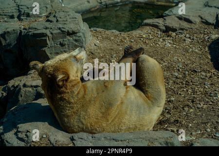 Bear Central Park New York City Stockfoto