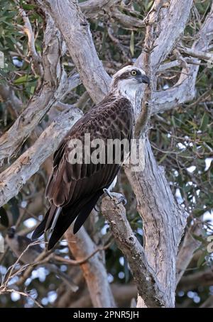 Osprey (Pandion haliaetus cristatus), Erwachsener, hoch oben in einem Gummibaum North Stradbroke Island, Queensland, Australien. März Stockfoto