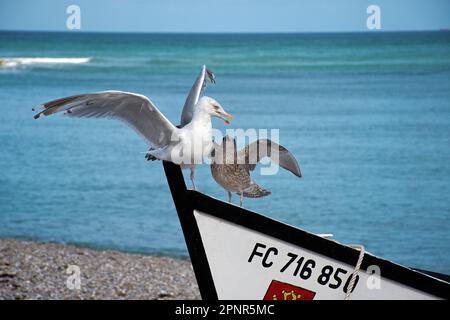 Zwei Seemöwen streiten sich auf einem Fischerboot am Meer nahe Yport Stockfoto