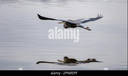 Ein großer Blaureiher, der an einem bewölkten Tag über einen See fliegt. Stockfoto