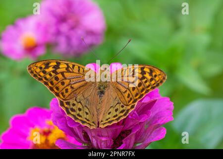 Nahaufnahme eines silbernen Fritillar-Schmetterlings, der im Garten auf einer violetten Marigoldblume sitzt Stockfoto