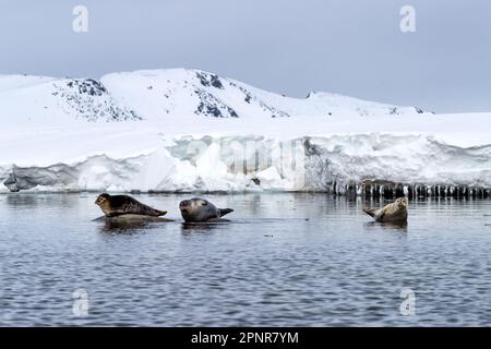 Die Seehunde, Phoca vitulina, wurden in Svalbard, einer norwegischen Inselgruppe zwischen dem norwegischen Festland und dem Nordpol, auf Felsen gezogen. Stockfoto