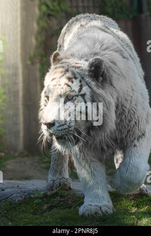 Weißer bengalischer Tiger. Schöne große Katze mit blauen Augen und rosa Nase. Stockfoto