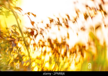 Herbst abstrakt verschwommener Hintergrund. Farbenfroher Herbstaufgang verschwommen Stockfoto