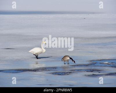 Tundra-Schwäne schwimmen im See und halten an der Wanderung nördlich von Schweden Stockfoto