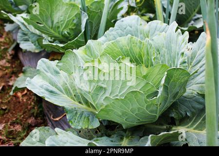 Schließung einer jungen Kohlpflanze mit frischen Gemüseblättern, ökologisches Landwirtschaftskonzept Stockfoto