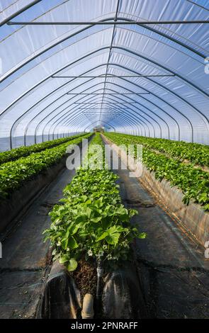 Wesel, Nordrhein-Westfalen, Deutschland - Erdbeeren wachsen auf hügeligen Beeten im Tunnelanbau unter Folie. Stockfoto