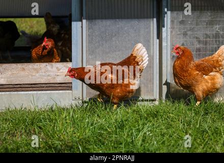 Wesel, Nordrhein-Westfalen – Freilandhühner aus biologischem Anbau auf einer Wiese vor einem Hühnermobil. Hühner aus Freilandhaltung leben im Freien Stockfoto