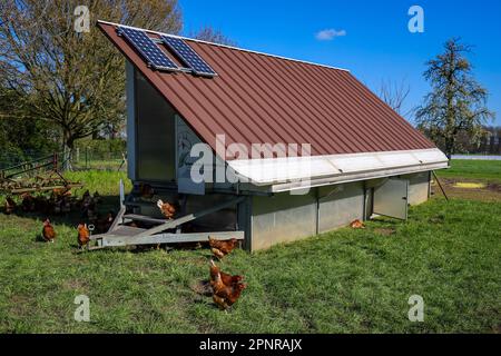 Wesel, Nordrhein-Westfalen – Freilandhühner aus biologischem Anbau auf einer Wiese vor einem Hühnermobil. Hühner aus Freilandhaltung leben im Freien Stockfoto
