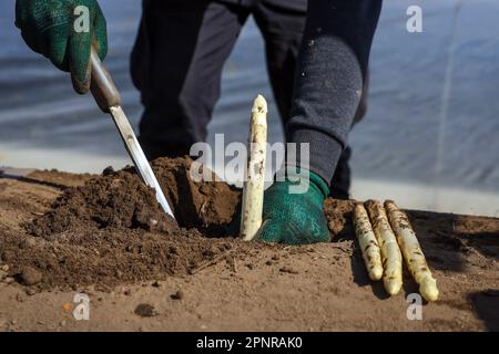 Wesel, Nordrhein-Westfalen, Deutschland - Erntearbeiter aus Osteuropa ernten den ersten Spargel der Saison auf einem Feld. Stockfoto