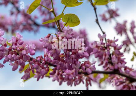 Cercis canadensis kanadischer Purpur, rosa Blüten Makro, Hintergrund Stockfoto