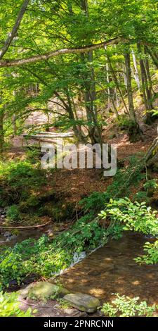 creek im Wald. Buchenbäume am Ufer. Frischer Sommermorgen Stockfoto