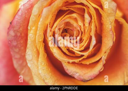 Rote und gelbe Rose mit Tropfen Og Wasser Nahaufnahme. Blumenhintergrund. Stockfoto