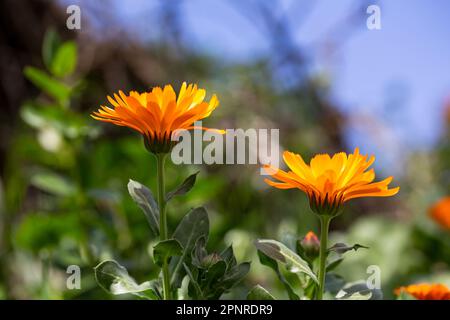 Die Felsenblüte Stockfoto