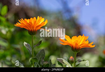 Die Felsenblüte Stockfoto