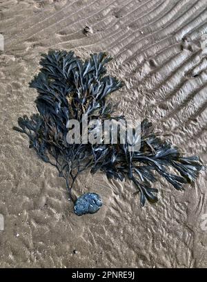 Gezackte Algen (Fucus serratus), die nach einem Sturm am Ufer angespült wurden und immer noch an einem steinernen Abendlicht befestigt sind, verwandeln sich Wellen in goldenem Sand Stockfoto